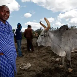 Man and his ox