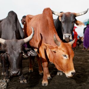 Cattle at Market