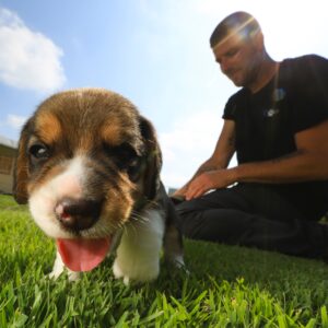 Happy Puppy on a Sunny Day