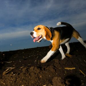 Running Beagle