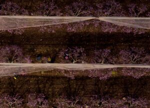 Netted Purple Blossom Orchard