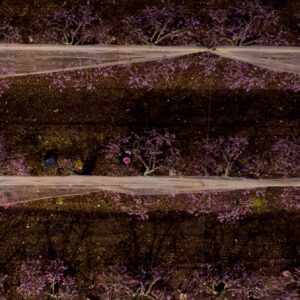 Netted Purple Blossom Orchard