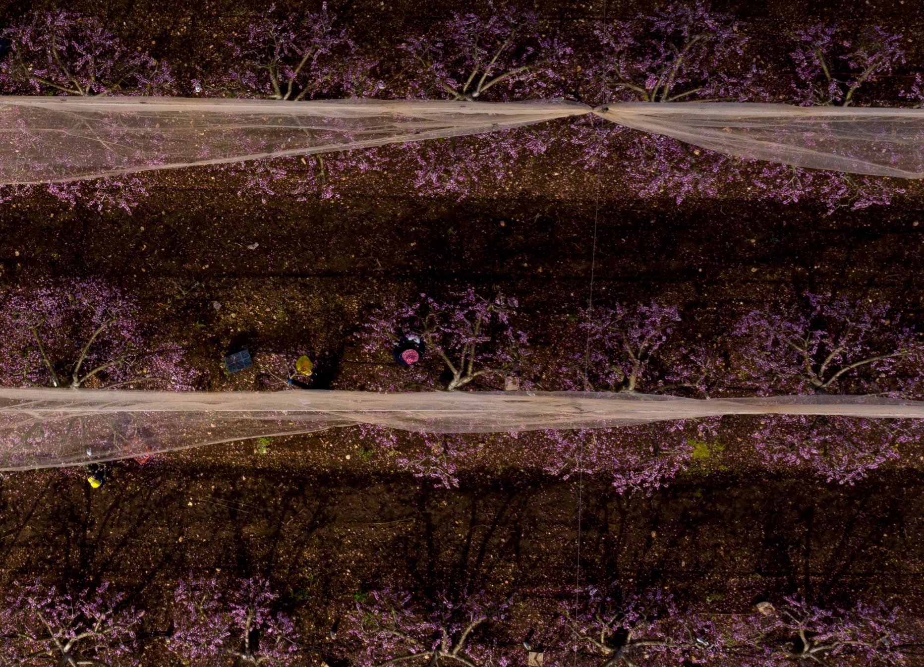 DJI_0273crop_product