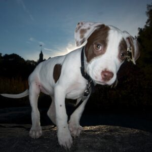 Curious Pup at Twilight