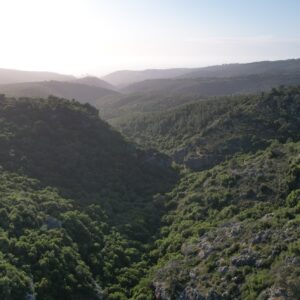 Sunlit Forested Valley
